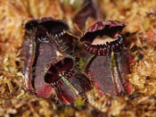 Cephalotus follicularis