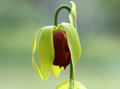 Darlingtonia californica