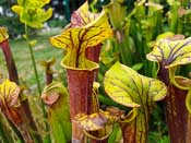 Sarracenia flava var. rubricorpora