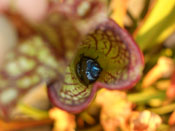 Sarracenia Hybride