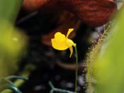 Utricularia cornuta - Blüte