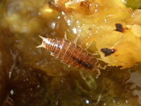 Tropical woodlice