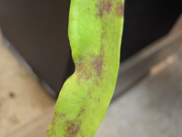 Powdery mildew on Utricularia longifolia