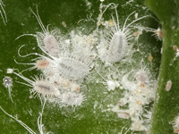 Mealybugs