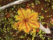 Drosera bulbosa