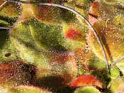 Drosera erythrorhiza
