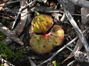 Drosera erythrorhiza