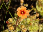 Drosera glanduligera