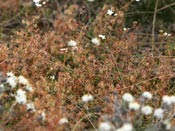 Drosera graniticola