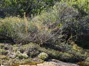 Drosera macrantha
