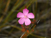 Drosera menziesii