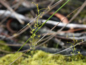 Drosera modesta