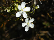 Drosera pallida