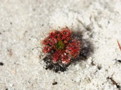 Drosera x sidjamesii