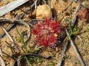 Drosera platystigma