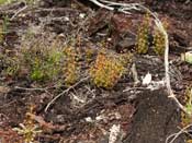 Drosera porrecta