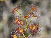 Drosera porrecta