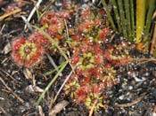 Drosera pulchella