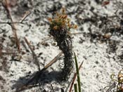 Drosera scorpidioides