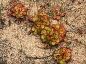 Drosera tubaestylis