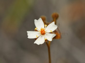 Drosera yilgarnensis