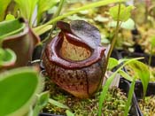 Nepenthes tenuis
