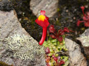 Utricularia menziesii