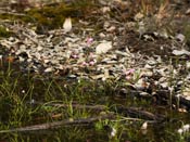 Utricularia multifida