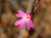 Utricularia multifida