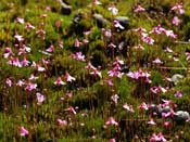 Utricularia multifida