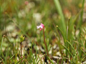 Utricularia tenella