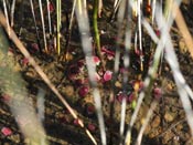Utricularia westonii