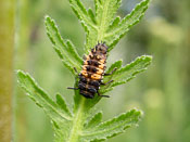 Harmonia axyridis